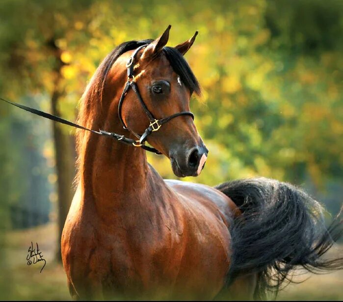 лошадка, коричневый. приснилась гнедая лошадь. конь коричневого цвета. к чему снится лошадь женщине коричневая добрая. торговля лошадьми.