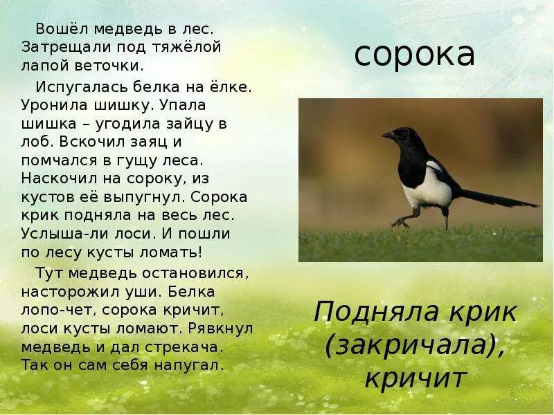 Виды текста 3 класс русский язык. Текст сорока 3 класс. Текст сорока 3 класс. Сорока и заяц. Текст сорока 3 класс.