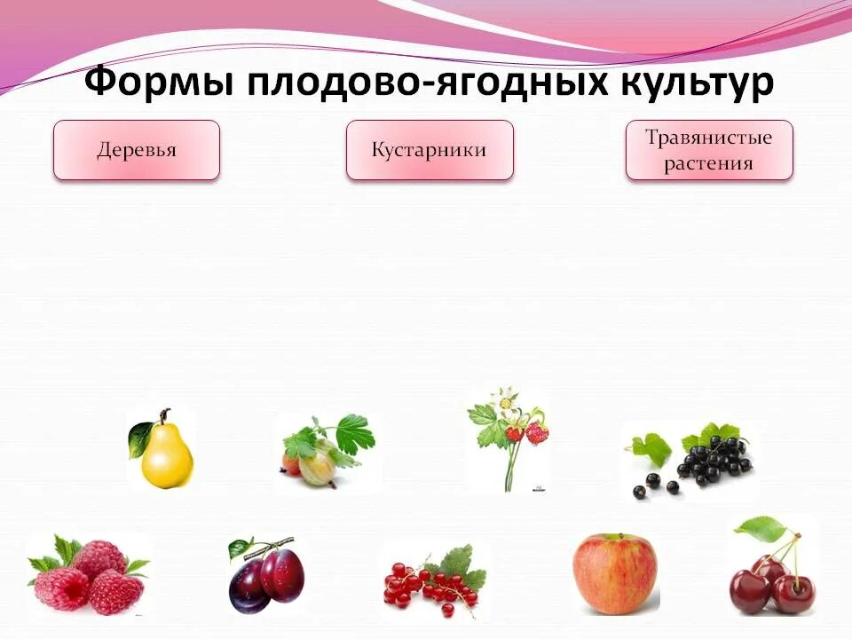 Значение плодовых. Классификация ягодных культур. Плодовые культурные растения. Типы плодовых культур. Плодово ягодные культурные растения.