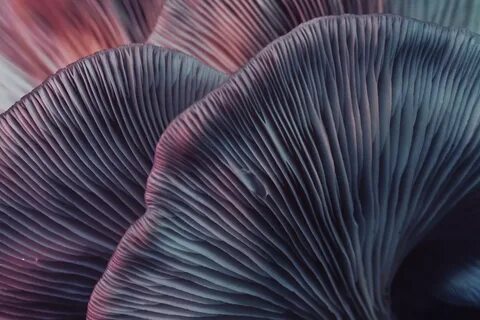 Оттенок mushroom