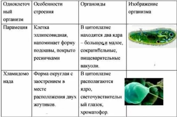 Сходство и различие одноклеточных. Одноклеточный организм особенности строения органоиды изображение. Строение одноклеточных организмов. Таблица одноклеточный организм особенности строения органоиды. Особенности строения одноклеточных организмов таблица.