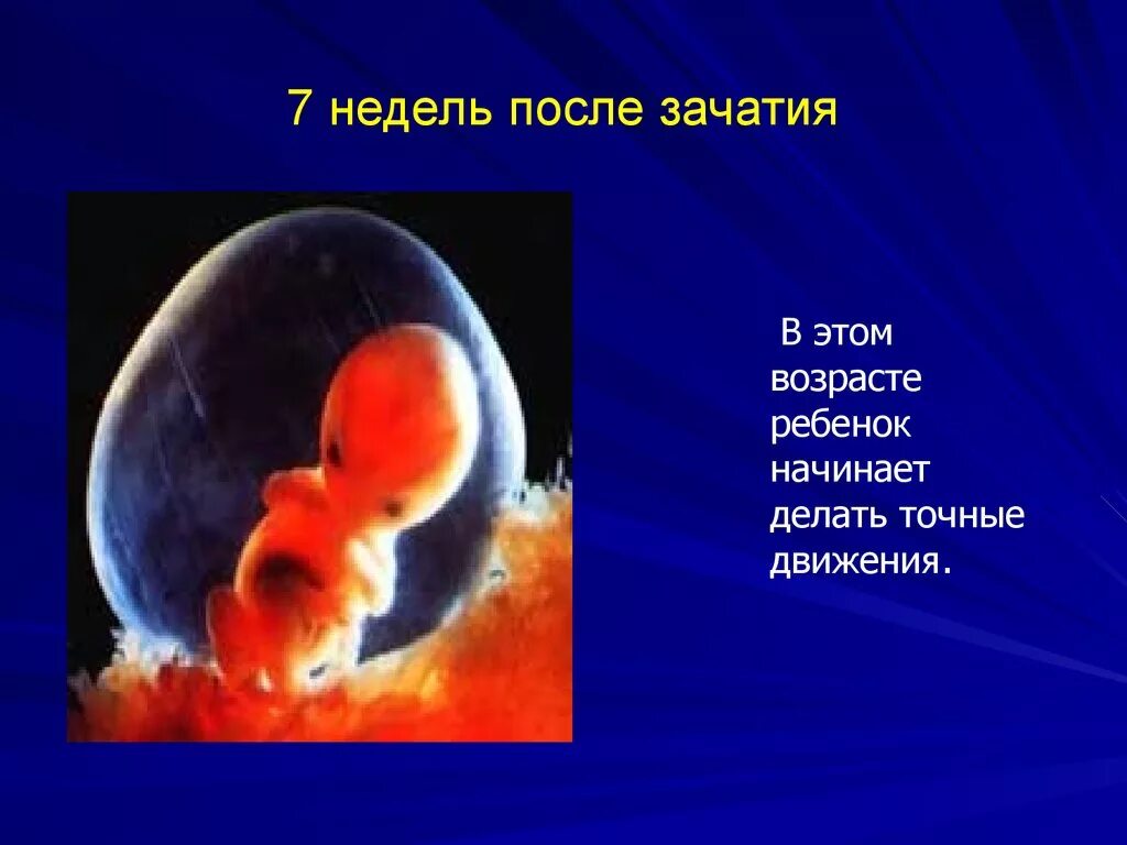 7 недель и 6 дней. Плод 7ненель. Плод 7-8 недель беременности.