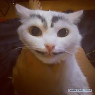Хозяин д