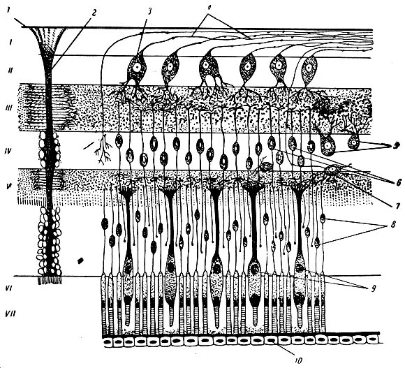 Строения сетчатые структуры. Образование сетчатой структуры. С образованием пространственно-сетчатой структуры. Образование сетчатой структуры. Образование сетчатой структуры.