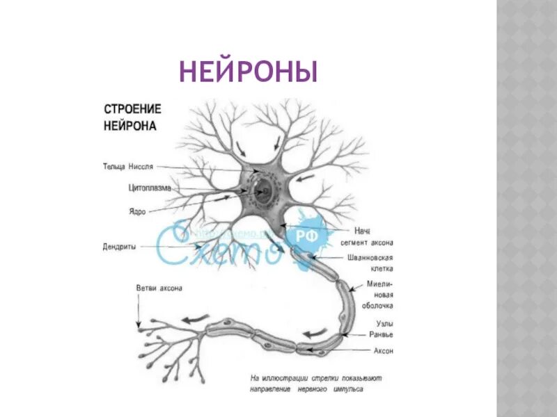 Нейроны периферической нервной системы. Нейрон периферической нервной системы строение. Строение нервной клетки человека. Строение двигательного нейрона. Нейрон структурная и функциональная единица почки