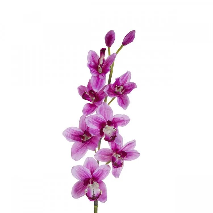 Орхидея купить в оренбурге. Орхидея Yellow Lilac. Пурпурная Орхидея. 12 См Орхидея. Пурпурные цветы Орхидея искусственный.