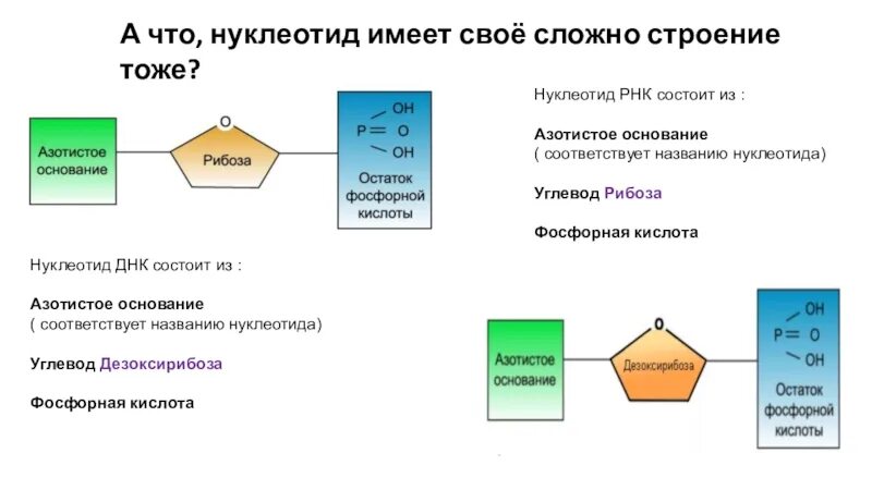 В состав нуклеотида входит азотистое основание. Нуклеотид РНК состоит из. Нуклеотиды РНК азотистое основание остаток фосфорной. ДНК состоит из азотистого основания остатка фосфорной кислоты. Углевод в составе нуклеотида ДНК И РНК.