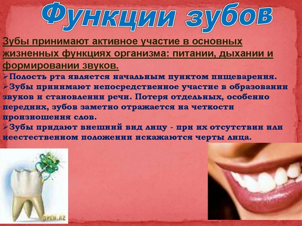 Строение и функции зубов. Общие функции зубов. Какую функцию выполняет зуб человека