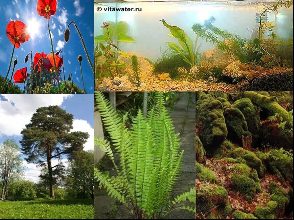 Все также разнообразие. Разнообразный мир растений. Многообразные растения. Растения коллаж.