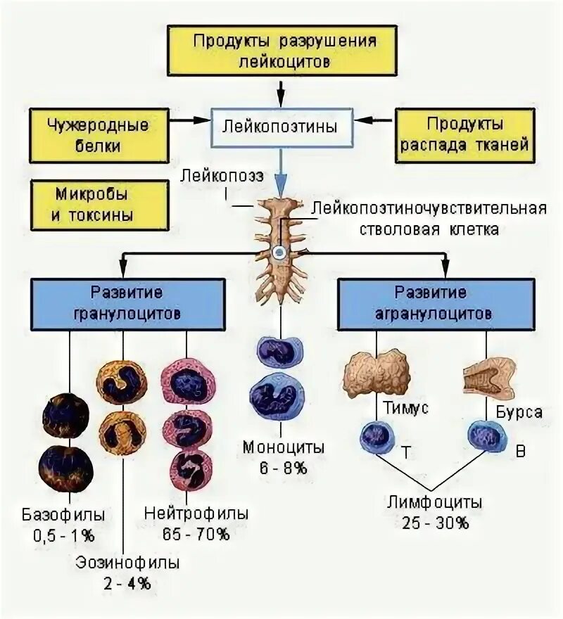 Продукты распада тканей. Схема формирования лейкоцитов. Схема образования лейкоцитов. Развитие лейкоцитов схема. Продукты распада лейкоцитов.