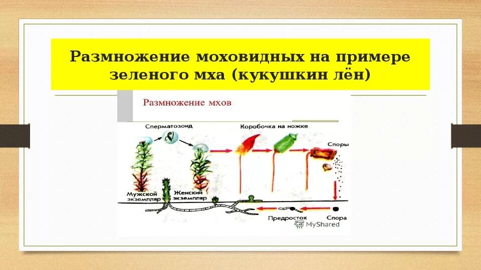 Нить развивающаяся из споры. Размножение мха Кукушкин лен схема биология 7 класс. Размножение Кукушкина льна схема 7 класс. Размножение мха Кукушкин лен цикл развития 5 класс. Размножение мха Кукушкин лен цикл развития.