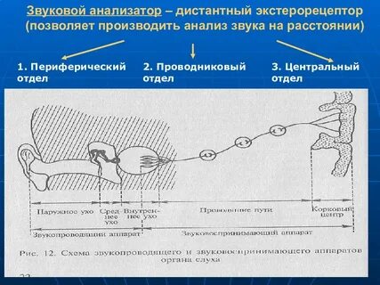 Периферические анализаторы