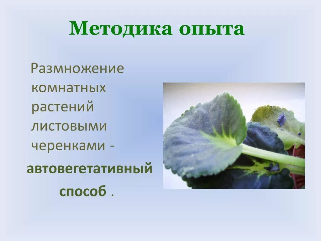 Способ размножения листовыми черенками. Черенкование комнатных растений фиалка. сенполия фиалка вегетативного размножения. черенкование фиалки 6 класс. &quot;вегетативное размножение комнатных растений фиалка.