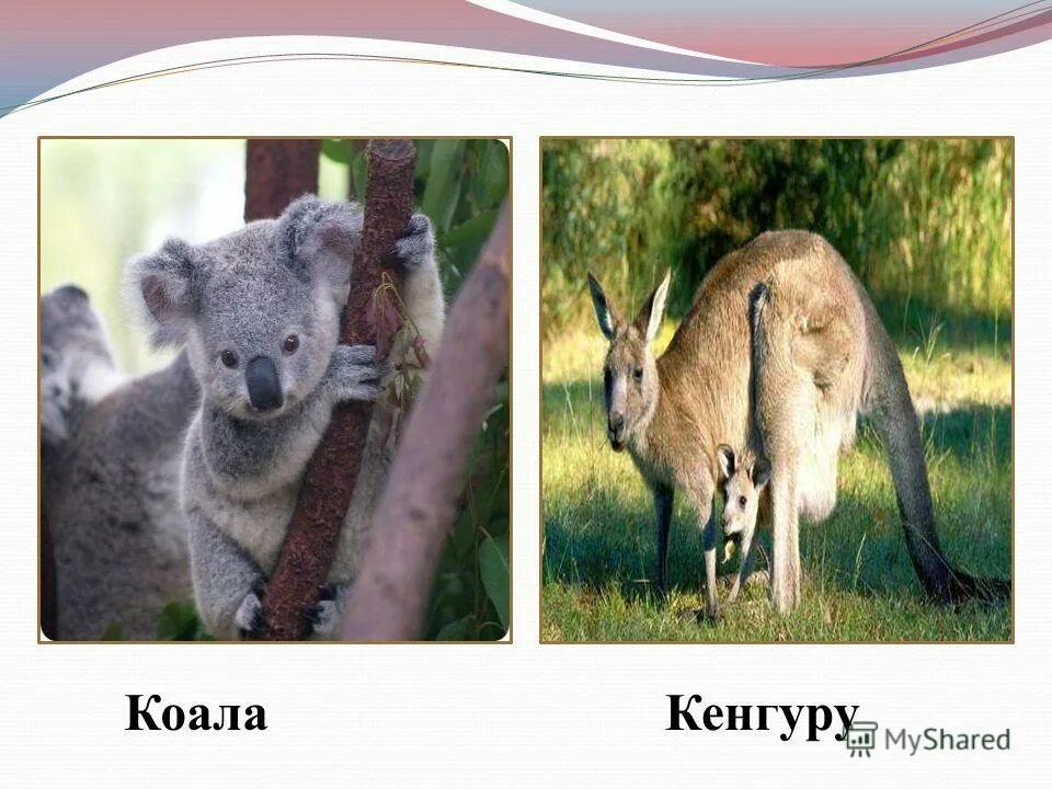 коала кенгуру утконос. коала в австралии. коалы кенгуру на каком материке. коалы кенгуру на каком материке. кенгуру, коалу и вомбат.