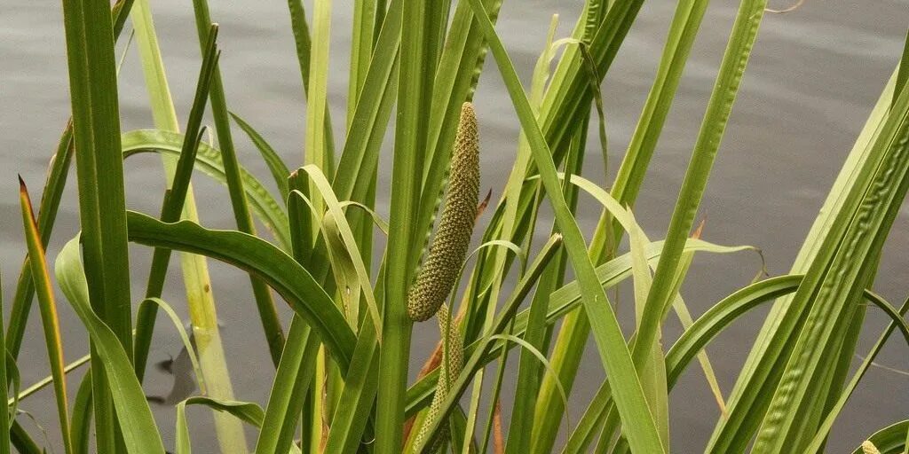 АИР обыкновенный. АИР болотный соцветие. Acorus Calamus. АИР болотный латынь.