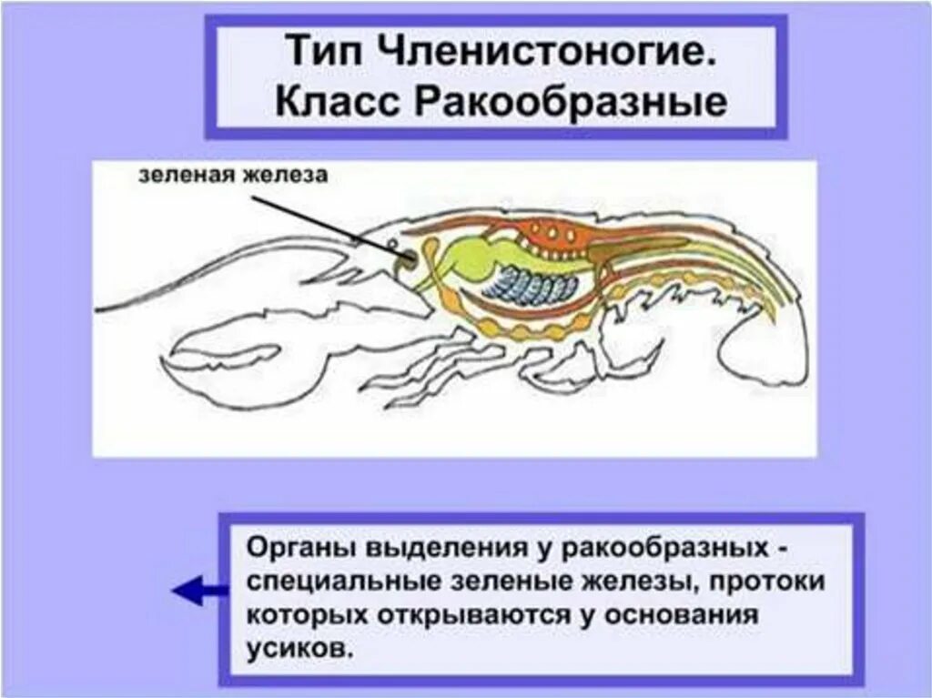 Органы выделения речного рака. Органы выделительной системы ракообразных. Органы выделения у животных. Выделение у животных органы выделения. Выделительная система ракообразных.