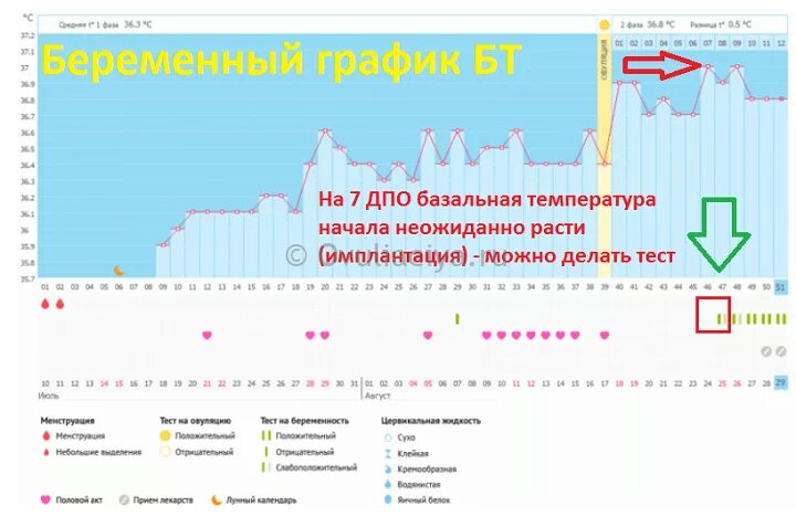 После овуляции 37. График базальной температуры с имплантационным западением. Беременные графики БТ. Графики базальной температуры с имплантацией. Имплантационное западание график БТ.