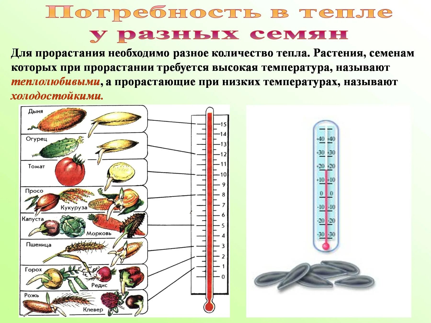 Какие условия необходимы для прорастания семян растений. Тепло для прорастания семян. Условия прорастания растений. Тепло для прорастания семян различных растений. Температурные условия прорастания семян.