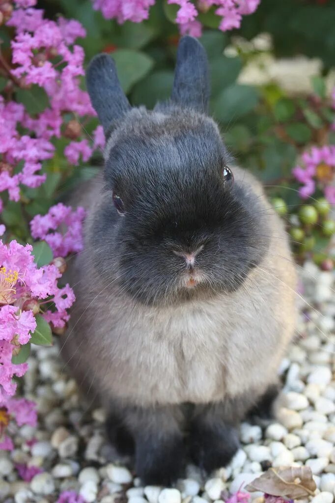 Детеныш кролика и кошки. Yami kawaii одежда. Abby bunny. Эбби хэтчер игрушки. Yami kawaii стиль.