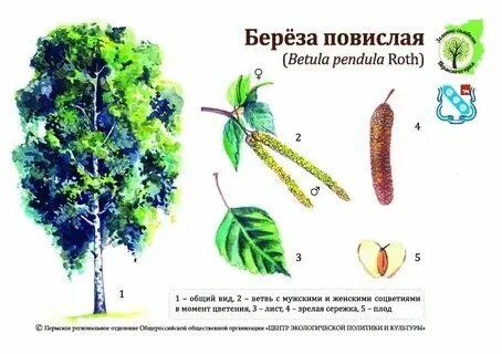 Береза классификация
