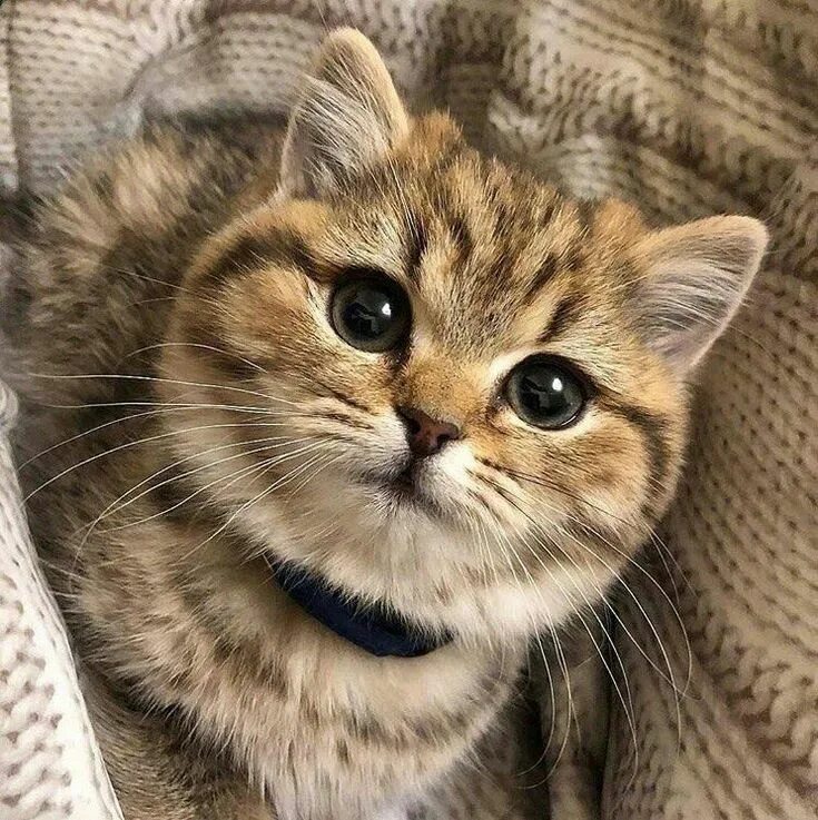 Лицо кота. Катики сболшими глазками. Милый котик с большими глазами. Милое лицо кошки. Милое лицо кота.