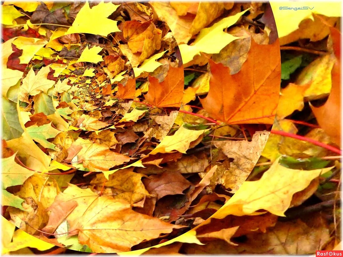 Звук листьев для детей. Шуршание осенних листьев. Шуршать листьями. Шелестит листва. День шуршания осенними листьями.
