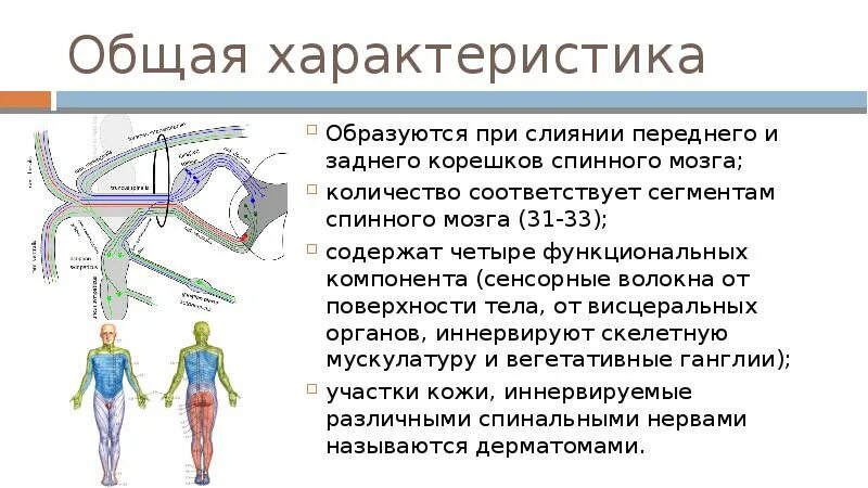 Входят в состав задних корешков спинного мозга. При слиянии передних и задних Корешков образуется. При слиянии переднего и заднего корешка спинного мозга образуется. Слияние переднего и заднего Корешков спинного мозга. При слиянии переднего и заднего корешка.