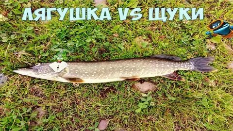 Щука на лягушку осенью