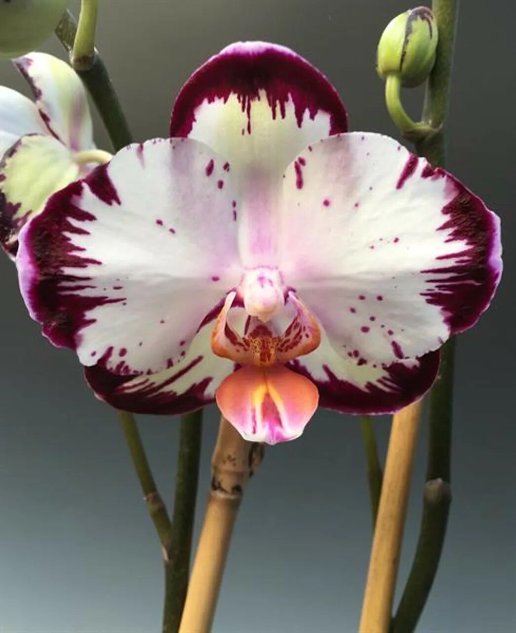 Phal. фаленопсис leopard prince sogo. Taiwan leopard фаленопсис. орхидея dtps. Ever spring prince 'star #6'.