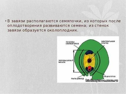 После оплодотворения из завязи развивается