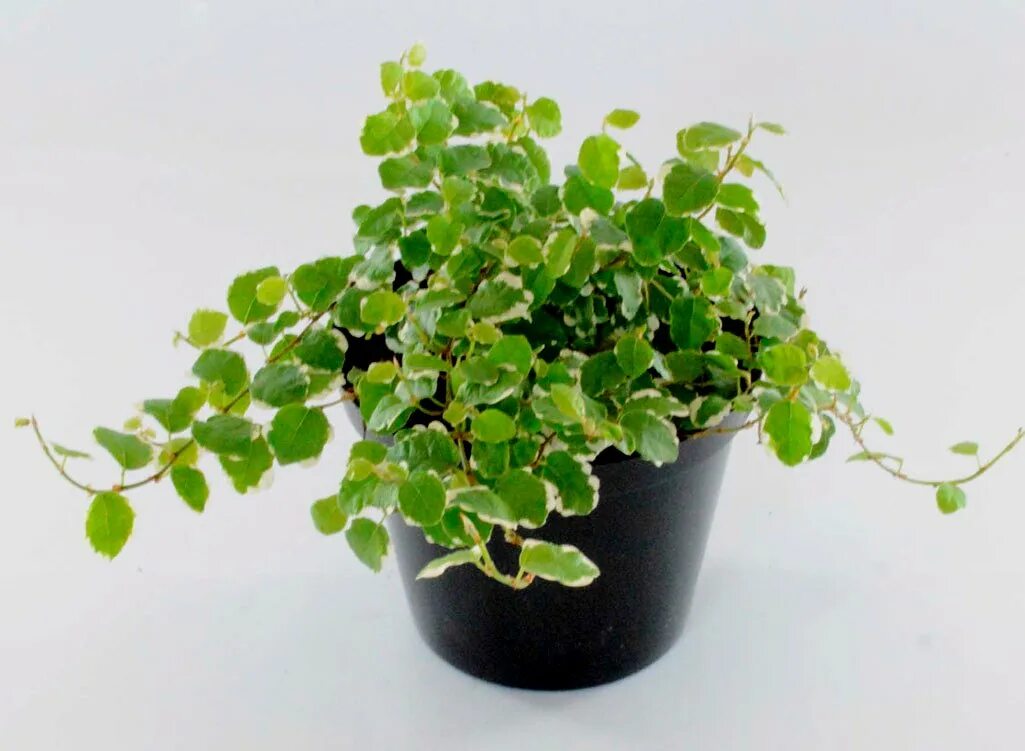 Молочай тирукалли (euphorbia tirucalli). Суккулент молочай тирукалли. Молочай тирукалли (euphorbia tirucalli). Цветок комнатный без листьев. Рипсалис rhipsalis.