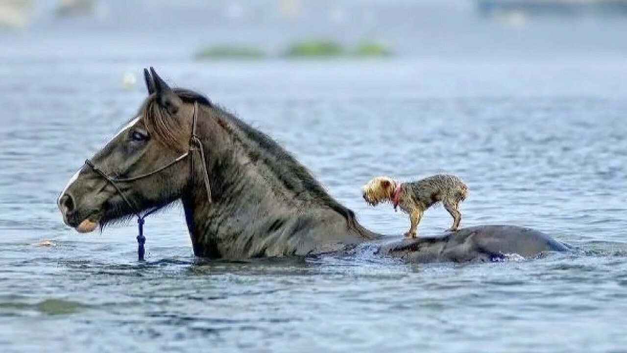 Настоящий друг поможет в беде. Животные спасают друг друга. Животные помогают друг другу. Взаимопомощь среди животных.