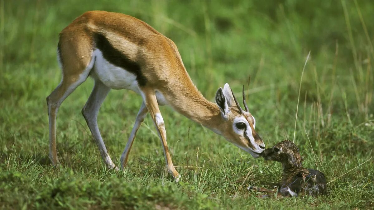 животное относится к газелям. животное относится к газелям. антилопа томпсона. ориби антилопа. газель животное фото.