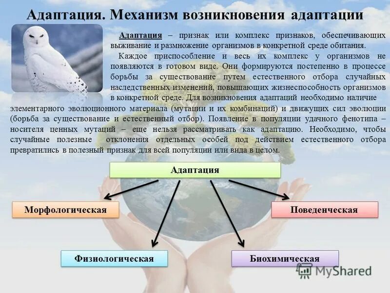 Адаптация возникает в результате