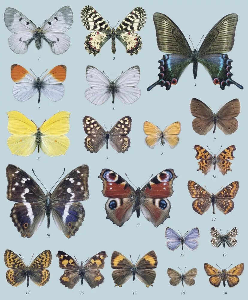 Как называется где бабочки. Бабочки павлиний глаз, Зорька, Махаон. Чешуекрылые бабочки моли мотыльки. Бабочки России. Расцветки бабочек.