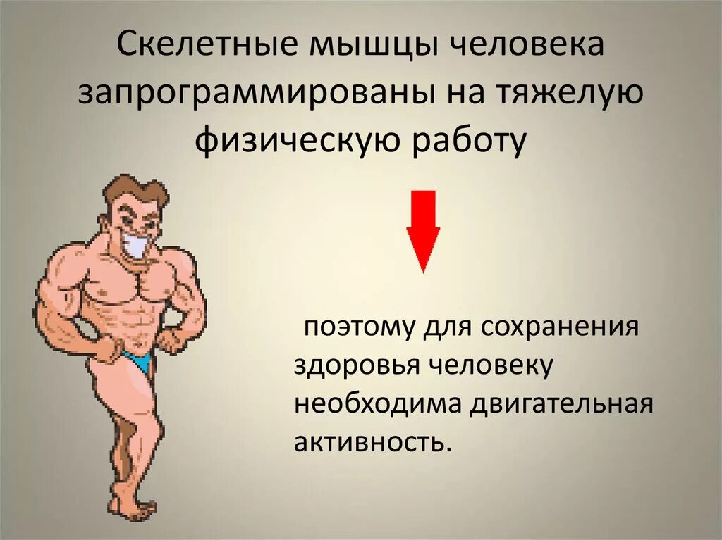 Влияние физических упражнений на организм человека проект Презентация по физкультуре на тему Влияние физических нагрузок на мышцы