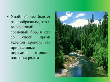 Лес состоящий из хвойных деревьев