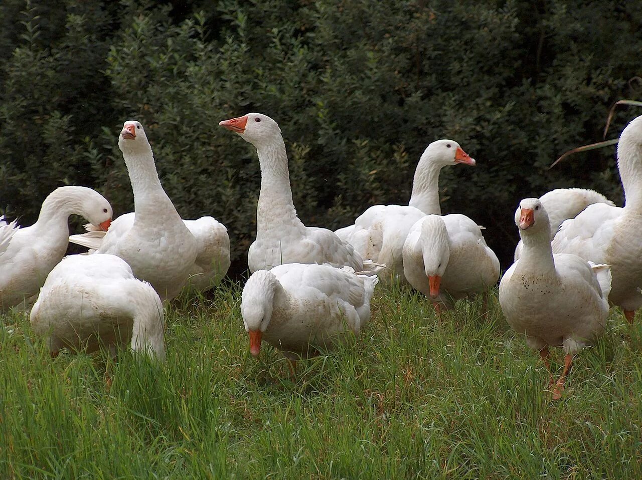 Гуси ли. Черные гуси порода. Ручные гуси видео. Гуси ли. Сноу гус (snow goose).