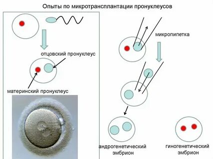 Яйцеклетка женщины содержит хромосомы