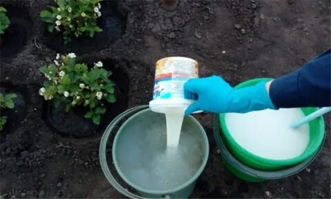 Что можно полить сывороткой в огороде