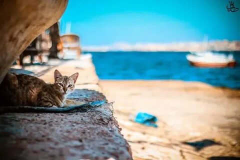 Каотик