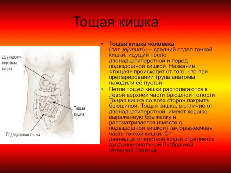 Правая подвздошная кишка. Тощая и подвздошная кишка строение и функции. Строение тощей кишки анатомия. Тощая и подвздошная кишка строение.