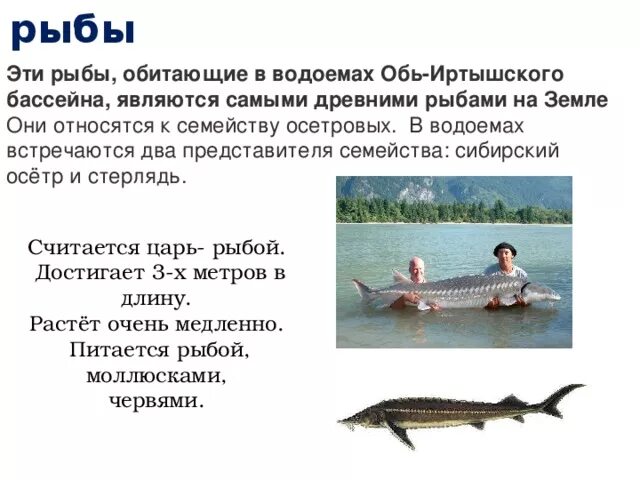 Рыбы которые водятся в Оби. Рыбы которые водятся в водохранилище. Обитатели реки Обь. Краснокнижная рыба в Оби. Обь какие рыбы