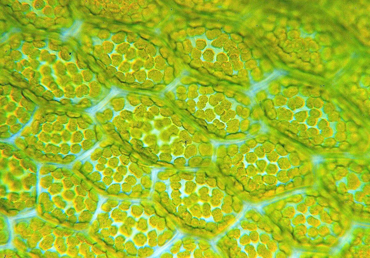 Хлоропласты в зеленых клетках. Фотосинтезирующая ткань хлоропласты. Фотосинтезирующая ткань в растительной клетке. Хлоропласт микрофотография. Хромопласт микрофотография.