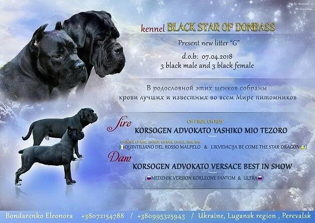 родословная кане корсо