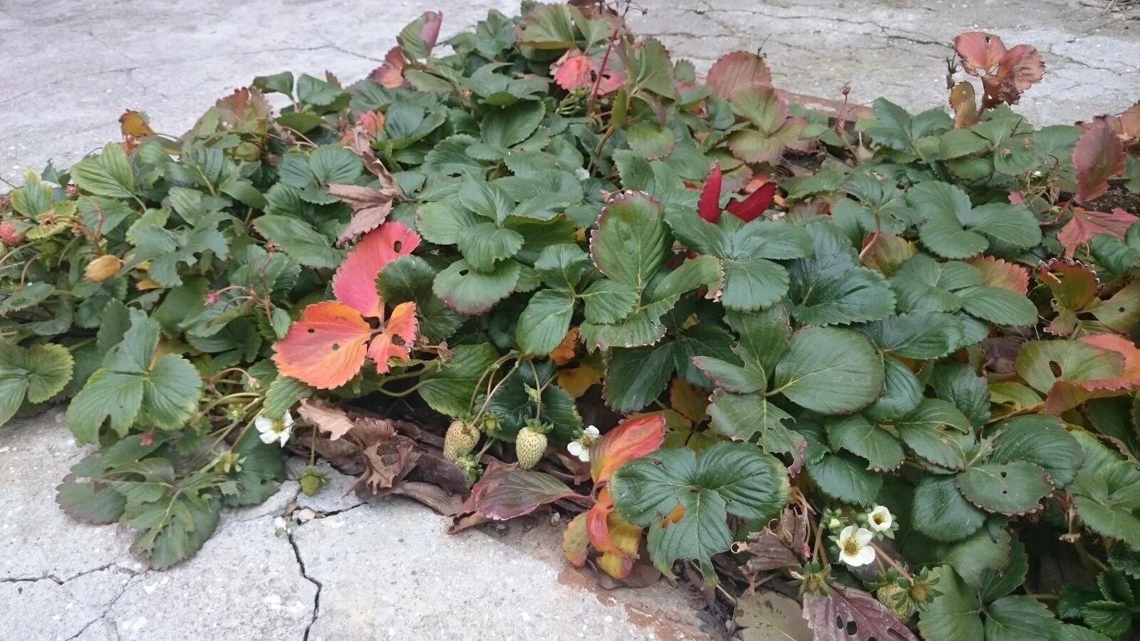 Земляника садовая кустик. До какого числа клубника плодоносит. Цветение клубники. Клубника не цветет. Клубника не цветет.