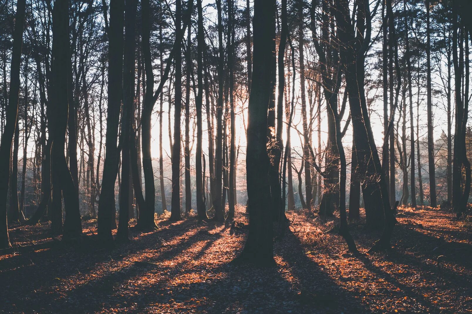 Красивый лес. Задний фон природа. Нежный лес. Мрачная природа эстетика. Эстетика природы лето.