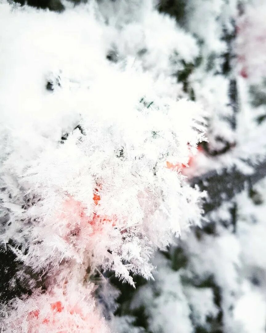 Зимние деревья. Густой иней. Гололедно изморозевые отложения. Иней на ветках деревьев. Кристаллическая изморозь.