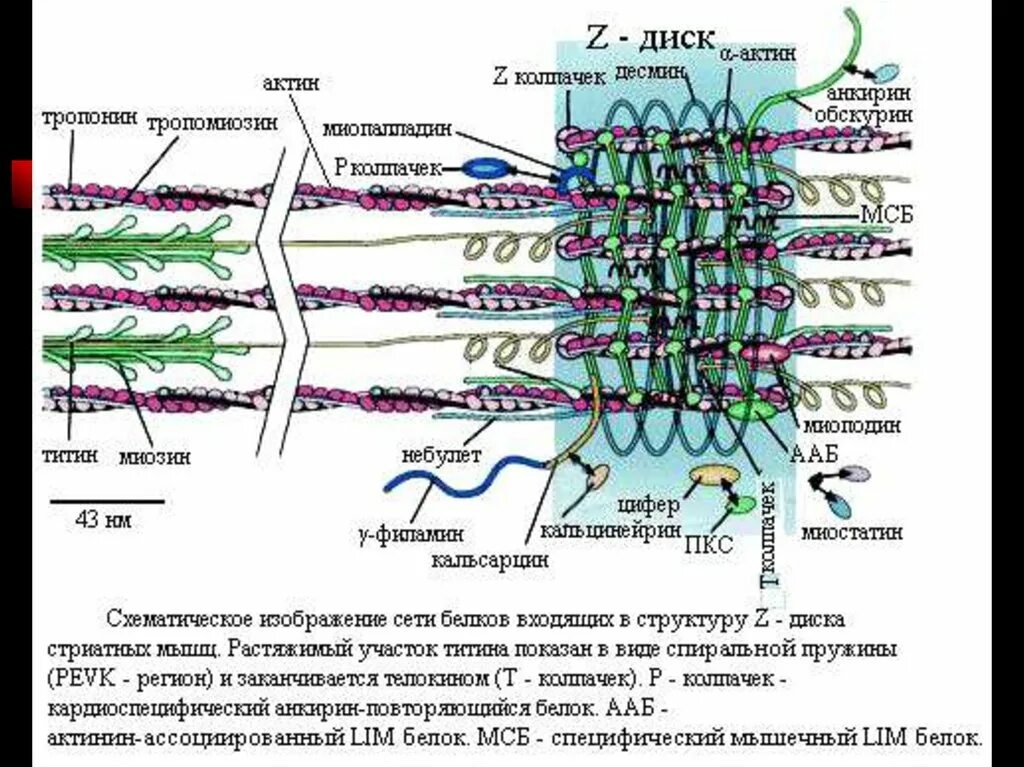 Белки саркомера. Структура саркомера титин. Строение саркомера тропонин. Титин белок. Мышечное сокращение титин.