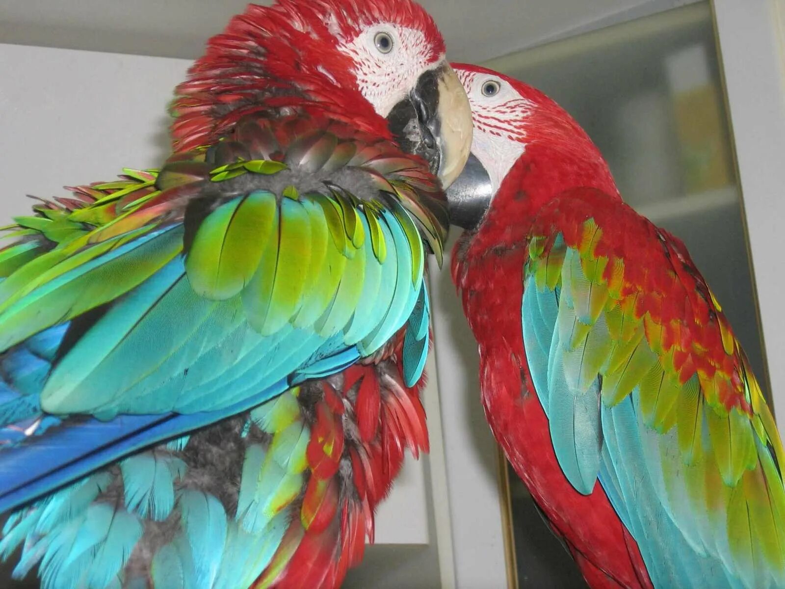 Купить среднего попугая. Жако и ара. Крупные попугаи. Красивые домашние попугаи. Японский попугай.